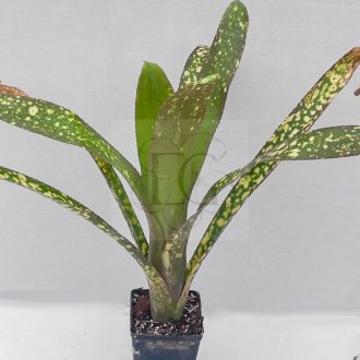 Billbergia Talbot Eve 
