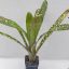 Billbergia Talbot Eve 
