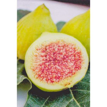 Ficus carica/Füge "San Pietro" Ficus carica/Füge "San Pietro"
