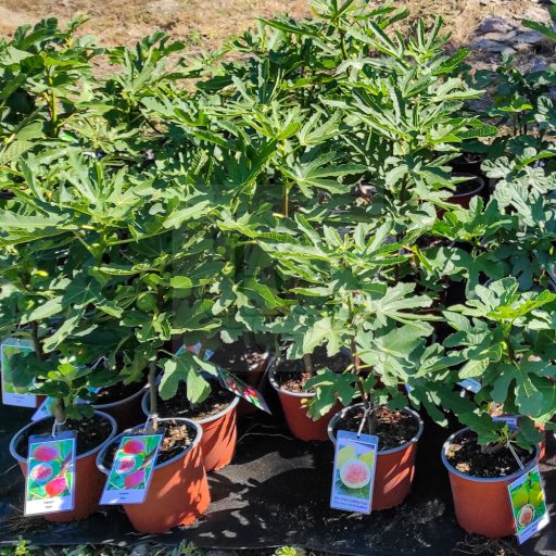 Ficus carica/Füge "San Pietro"