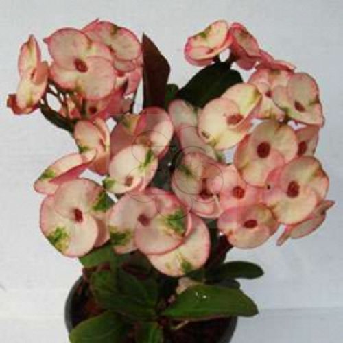 Euphorbia milii hibrid/Pink 004
