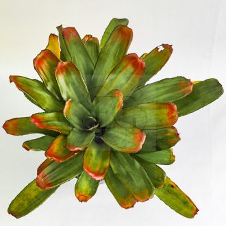 Neoregelia Debbie X Mini Linda 