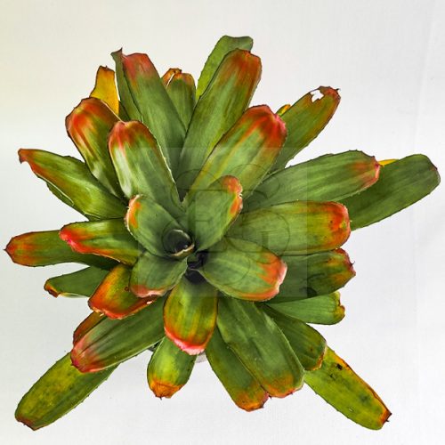 Neoregelia Debbie X Mini Linda 