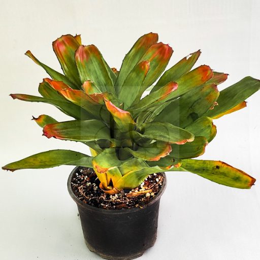 Neoregelia Debbie X Mini Linda 