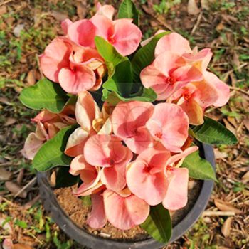 Euphorbia milii "Lemon Soda" (7)