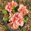 Euphorbia milii "Lemon Soda" (7)