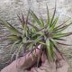 Tillandsia Neglecta Rubra Twin