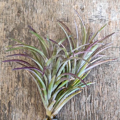 Tillandsia Neglecta Rubra Twin