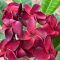 Plumeria rubra "Alhambra" magok