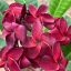 Plumeria rubra "Alhambra" magok
