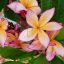 Plumeria rubra "Vertigo" JJ
