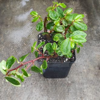 Begonia Foliosa  var. "Miniata"