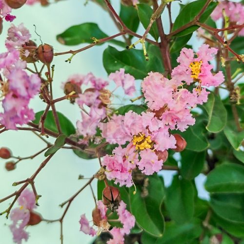Lagerstroemia "Eveline"-Kínai selyemmirtusz