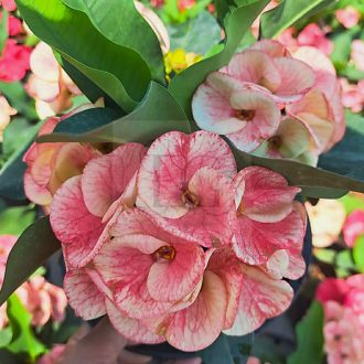 Euphorbia milii "King Kaew" (A20)