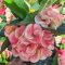 Euphorbia milii "King Kaew" (A20)