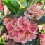 Euphorbia milii "King Kaew" (A20)