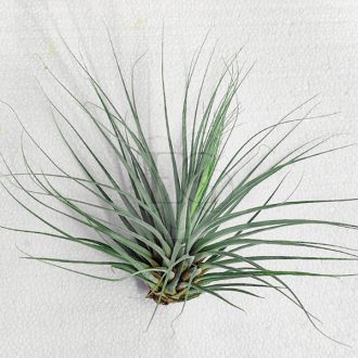 Tillandsia Vicentina/L