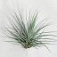 Tillandsia Vicentina/L