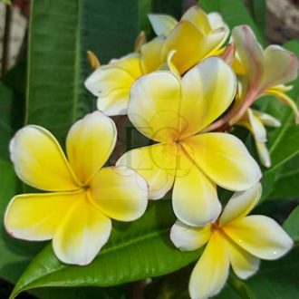 Plumeria rubra "Butter Cup" JJ