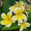 Plumeria rubra "Butter Cup" JJ