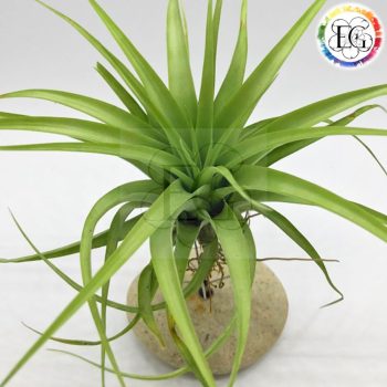 Tillandsia Brachycaulos var. Abdida Tillandsia Brachycaulos var. Abdida