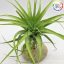 Tillandsia Brachycaulos var. Abdida