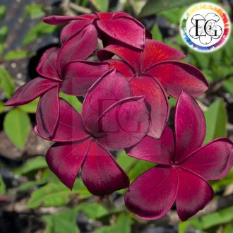 Plumeria rubra "Hilo Beauty" SK