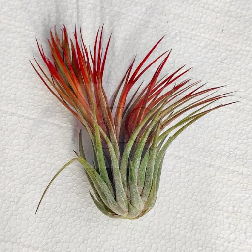 Tillandsia Kolbii Scaposa/XL