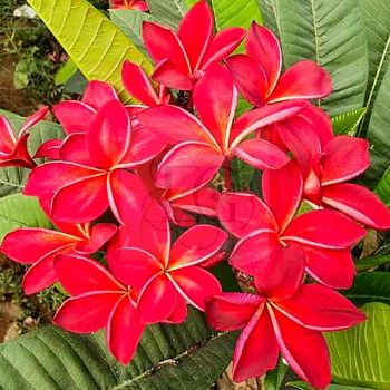 Plumeria rubra "Red Devil"  Plumeria rubra "Red Devil"