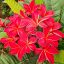 Plumeria rubra "Red Devil" 
