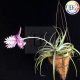 Tillandsia Cacticola/L