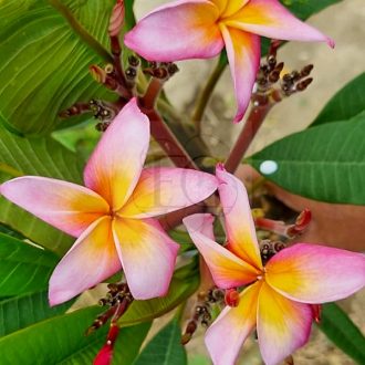 Plumeria rubra "Vibrance" JJ