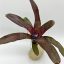 Neoregelia Amazon 