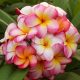 Plumeria rubra "Rainbow Star"