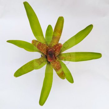 Neoregelia Corrier Araujoi X Bobby Dazler  Neoregelia Corrier Araujoi X Bobby Dazler
