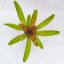  Neoregelia Corrier Araujoi X Bobby Dazler