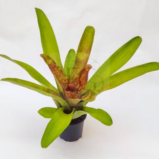  Neoregelia Corrier Araujoi X Bobby Dazler