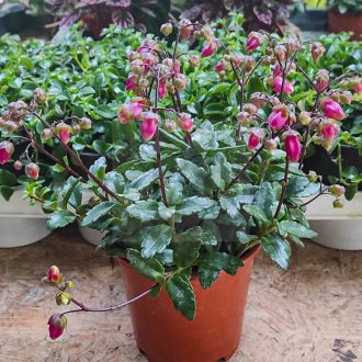 Kalanchoe miniata