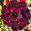 Adenium obesum "Thién Vuong" (TQC108)