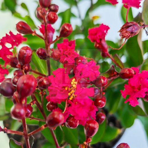 Lagerstroemia "Petite Red"-Kínai selyemmirtusz