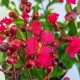 Lagerstroemia "Petite Red"-Kínai selyemmirtusz