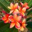 Plumeria rubra" Firestorm"