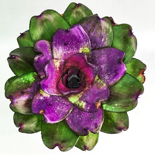 Neoregelia Strome Warning X Michi