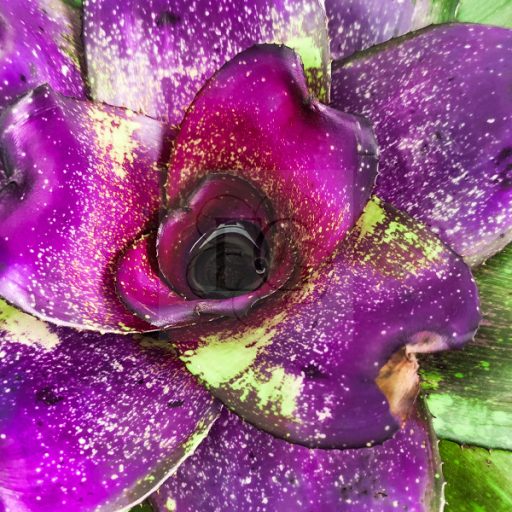 Neoregelia Strome Warning X Michi