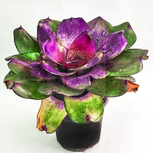Neoregelia Strome Warning X Michi