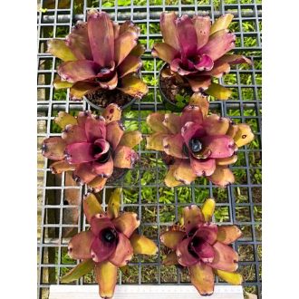 Neoregelia Purple Plume