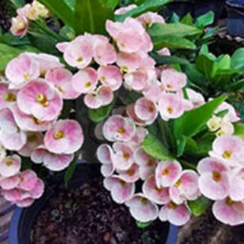 Euphorbia milii "Dew of Stars" (93) Euphorbia milii "Dew of Stars" (93)