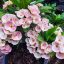 Euphorbia milii "Dew of Stars" (93)