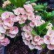 Euphorbia milii "Dew of Stars" (93)