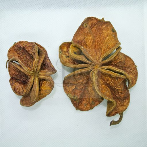 Sterculia